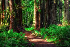 Redwood National and State Parks photo