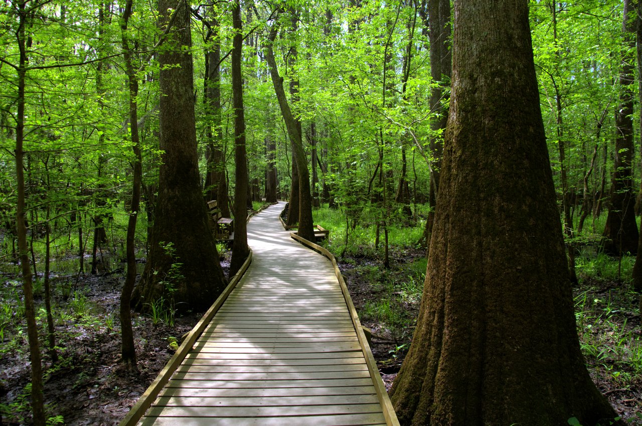 congaree national park tshirt