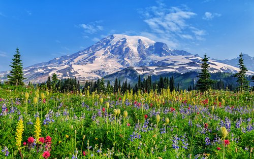 Mount Rainier National Park photo