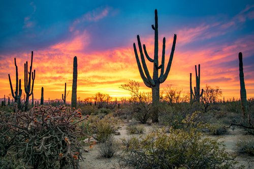 Saguaro National Park photo