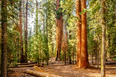 Sequoia National Park photo