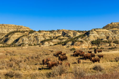 Theodore Roosevelt National Park photo